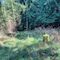 Mehr Wasser: Der Waldboden hat sich nach wenigen Wochen erholt. Foto: Jennifer Weber, Kreis Soest.